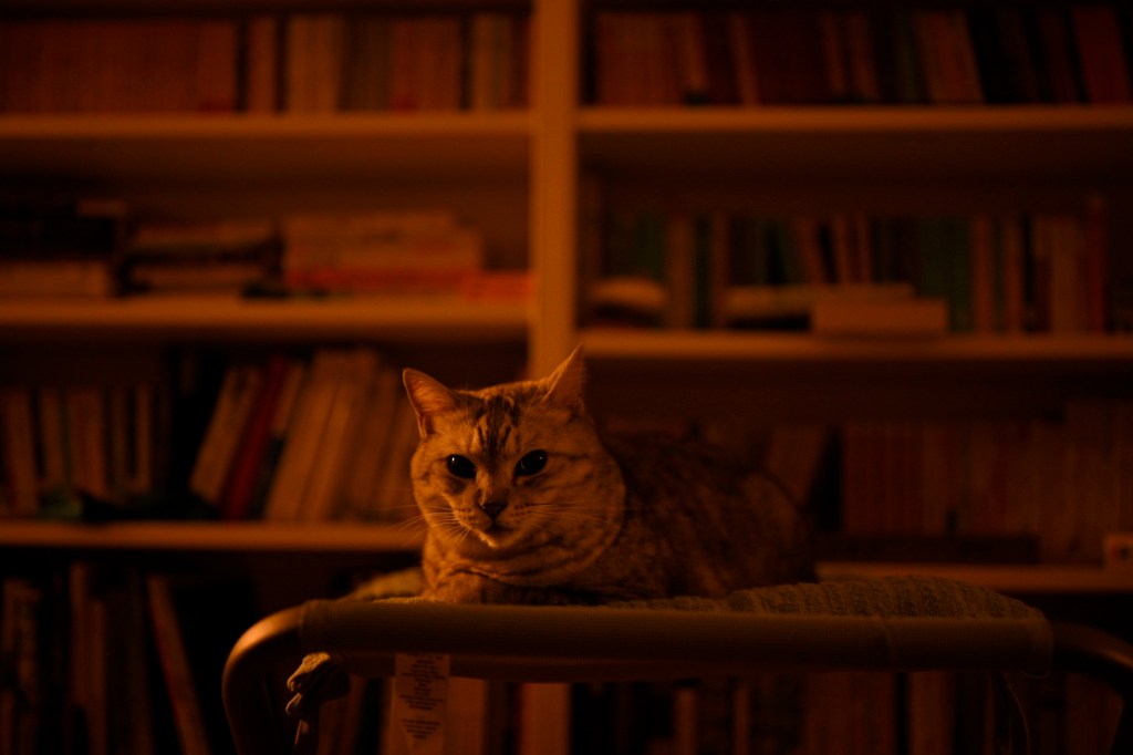 ビル・ワイマンが暗闇で躍動する”Miss You”、11km, 20251003