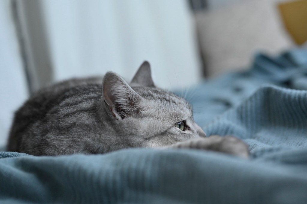 厳しい外部環境について後輩と話す、アマチュア精神の尊さ、She’s a Rainbow, 0km,&nbsp;20251007