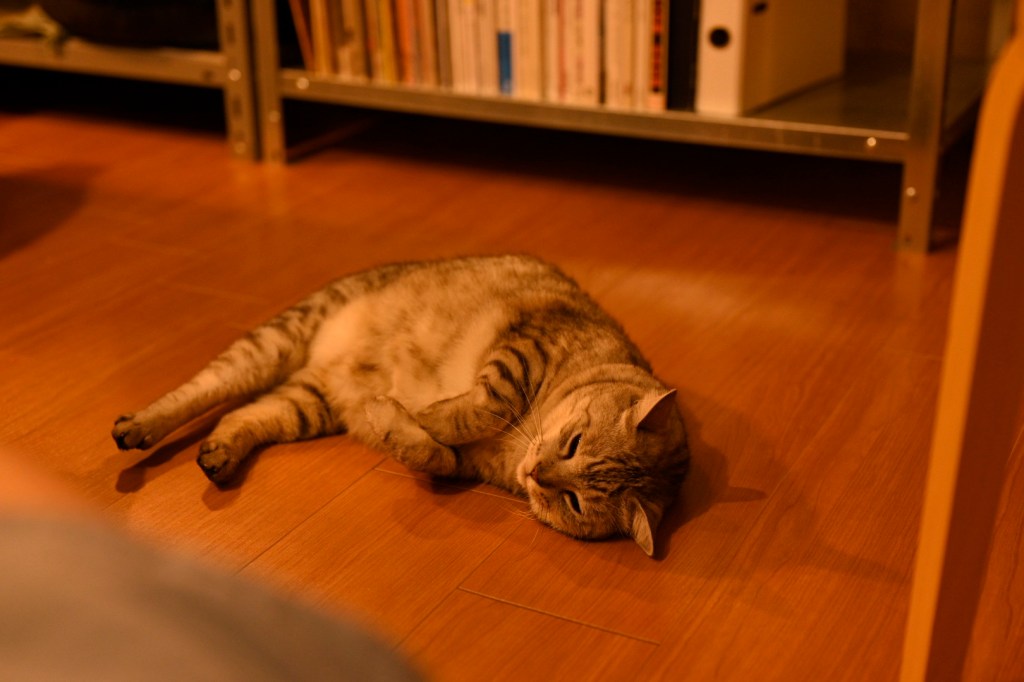 活力のための”Dancing In The Street”, 0km,&nbsp;20251010