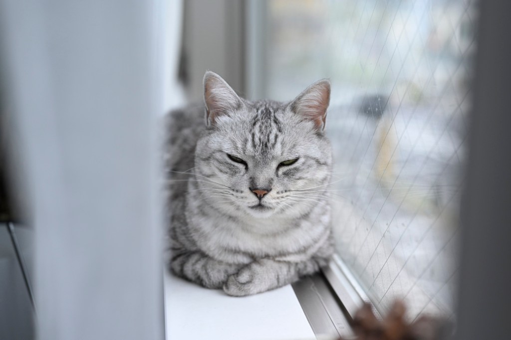 “Love in Vain”, 0km,&nbsp;20251011