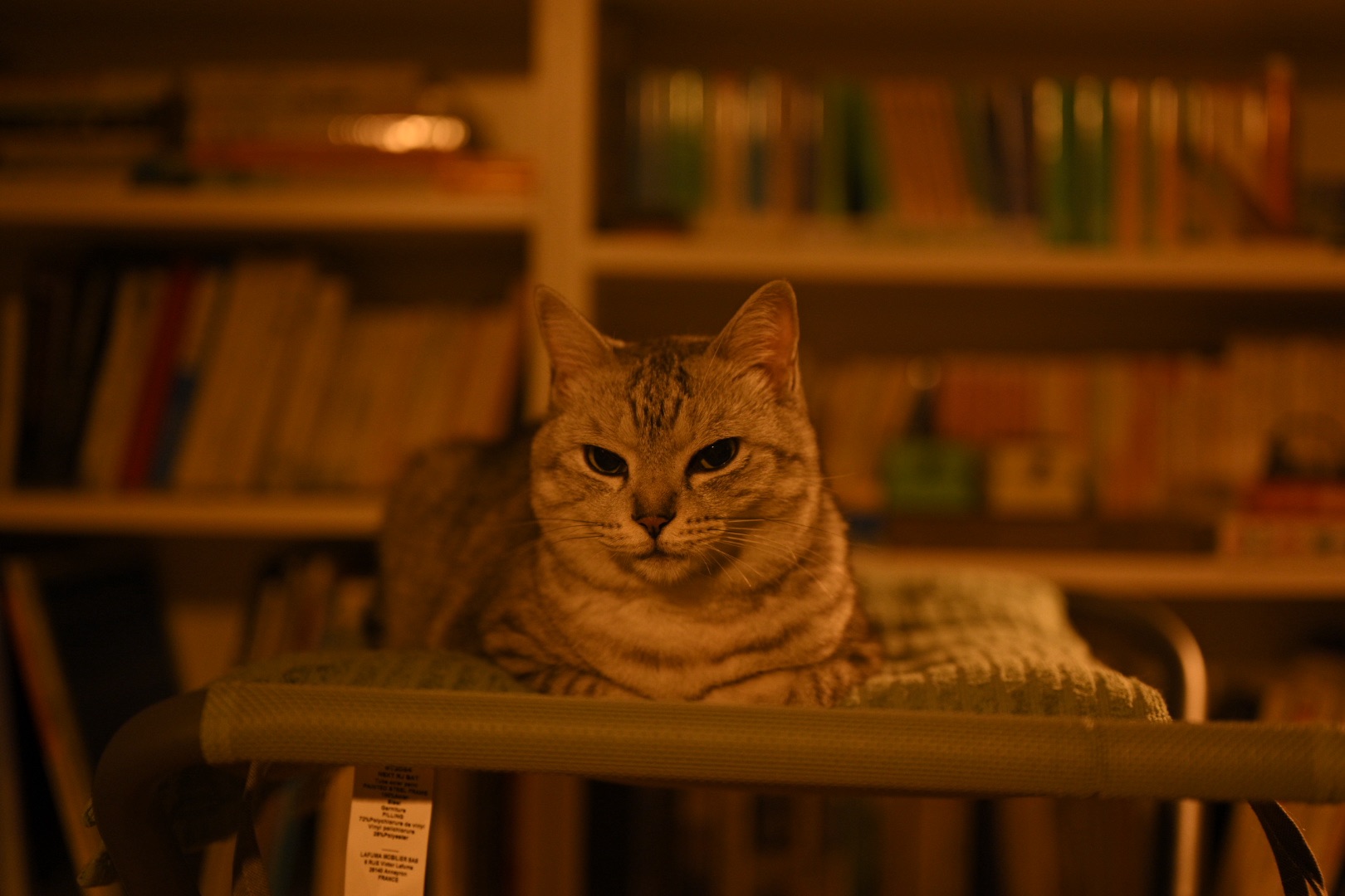 聴き比べよう”Dead Flowers”, 7km, 20251014