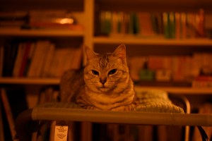 聴き比べよう”Dead Flowers”, 7km,&nbsp;20251014