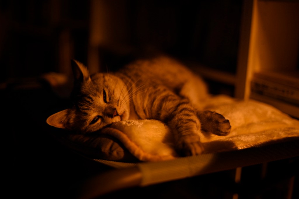 “Don’t Stop”, ローリング・ストーンズ・ナイト、0km, 20251026