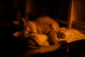 “Don’t Stop”, ローリング・ストーンズ・ナイト、0km, 20251026