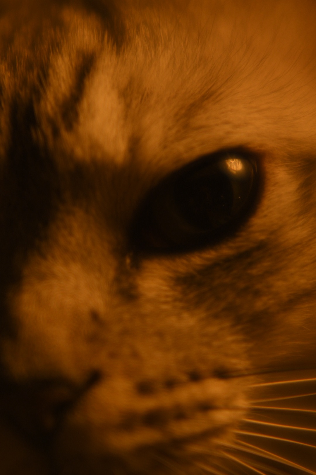 銀座ルフ、恵比寿トシャビ、バッグの底から差し出される、0km, 20251030