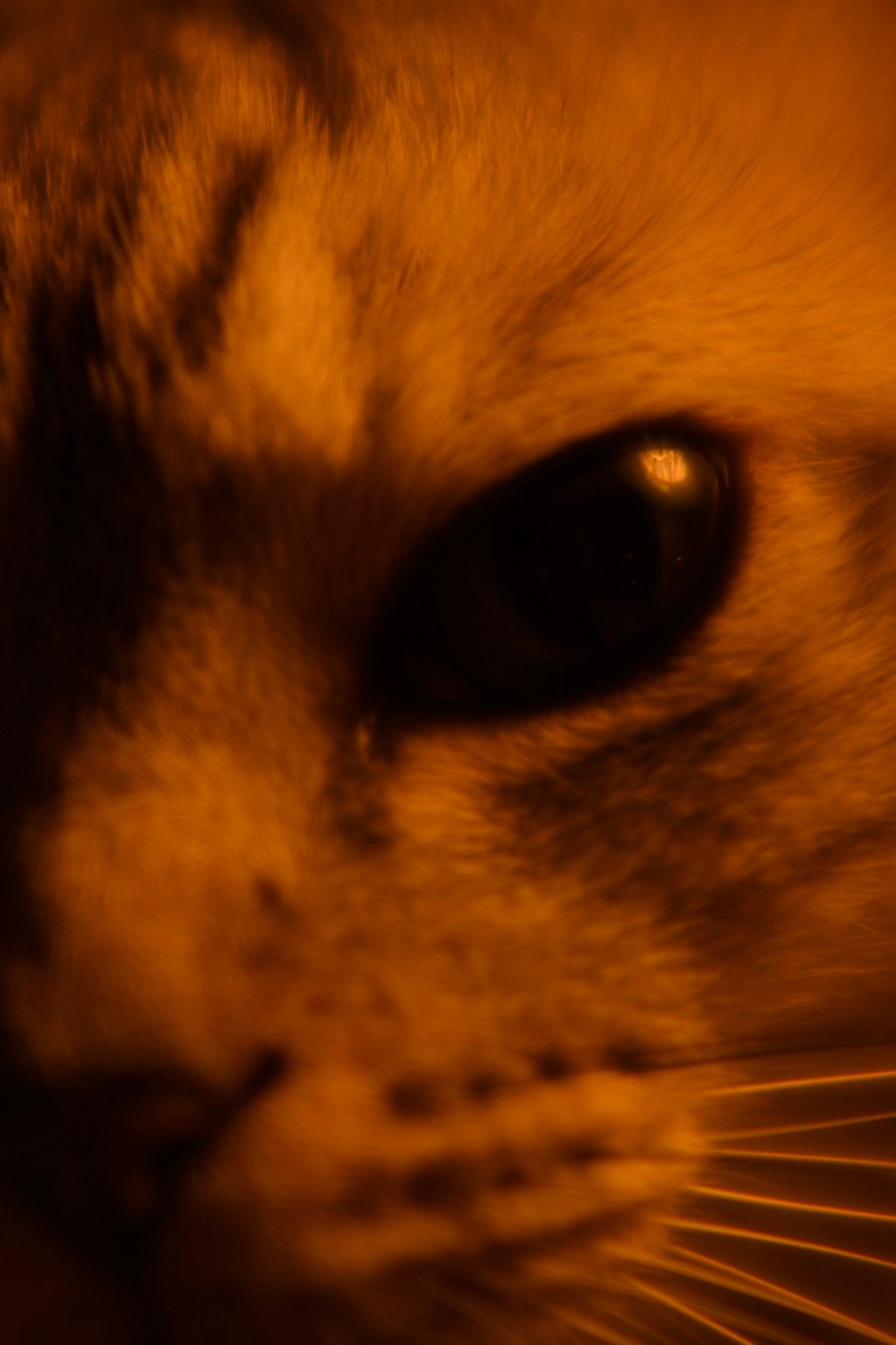 銀座ルフ、恵比寿トシャビ、バッグの底から差し出される、0km, 20251030