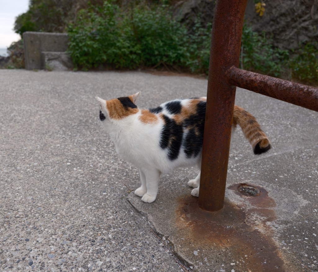 上田義彦のフロム・ザ・ヒップ、0km, 20251021