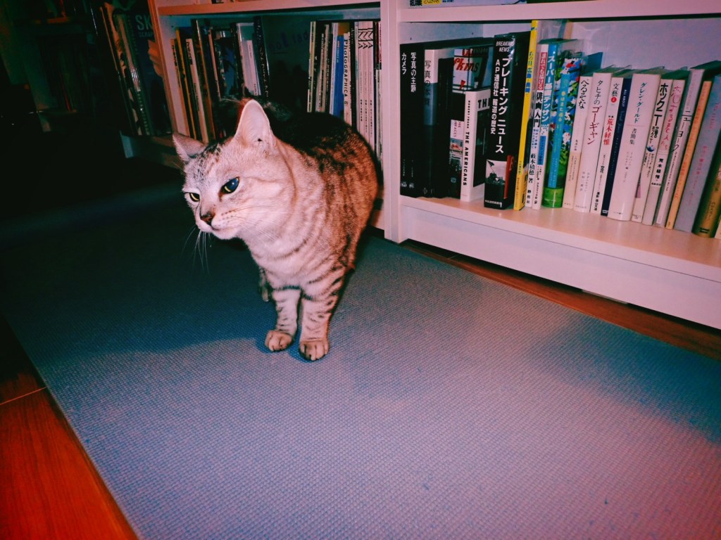 7日に1日の日曜日、10km, 20251109