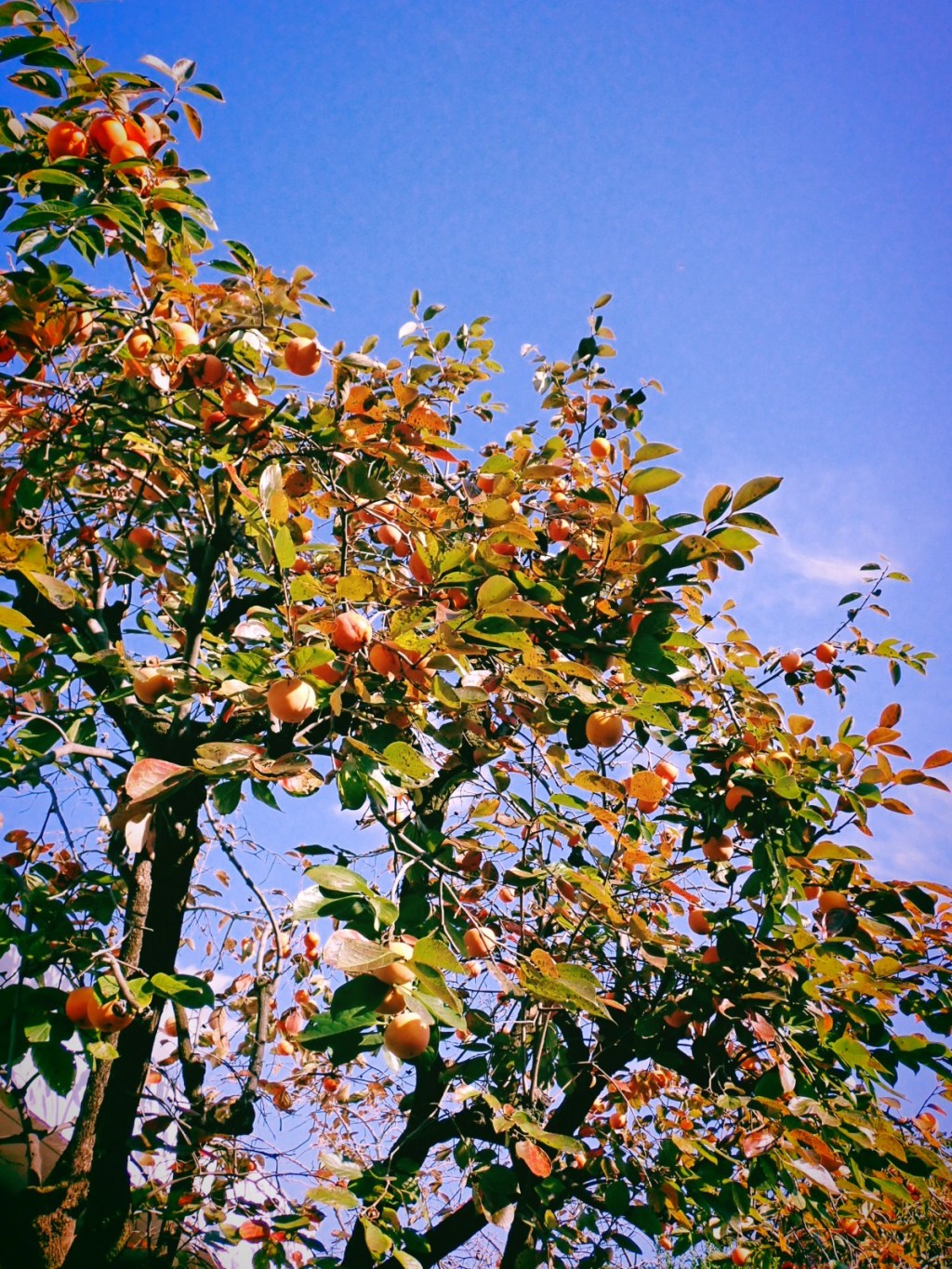 練習をかへりみる日や富有柿、10km, 20251115