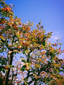 練習をかへりみる日や富有柿、10km, 20251115