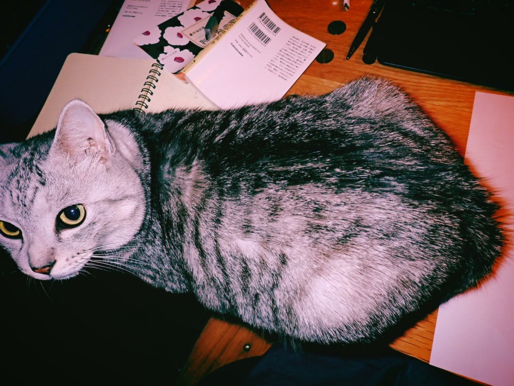 走りゆくひとは汗かき冬めける、5km, 20251117