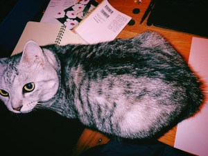 走りゆくひとは汗かき冬めける、5km, 20251117