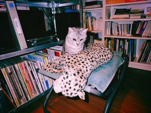 猫の背に手をあててをり初時雨、0km, 20251118