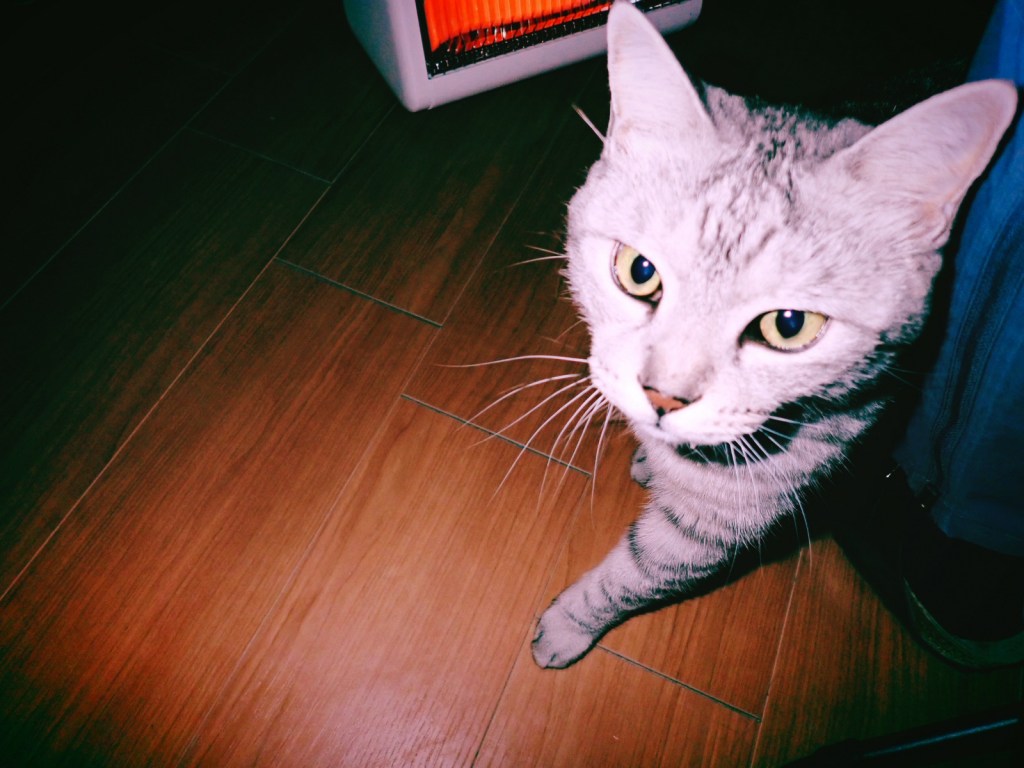 寝て起きてなほ十一月の眠気かな、0km, 20251121