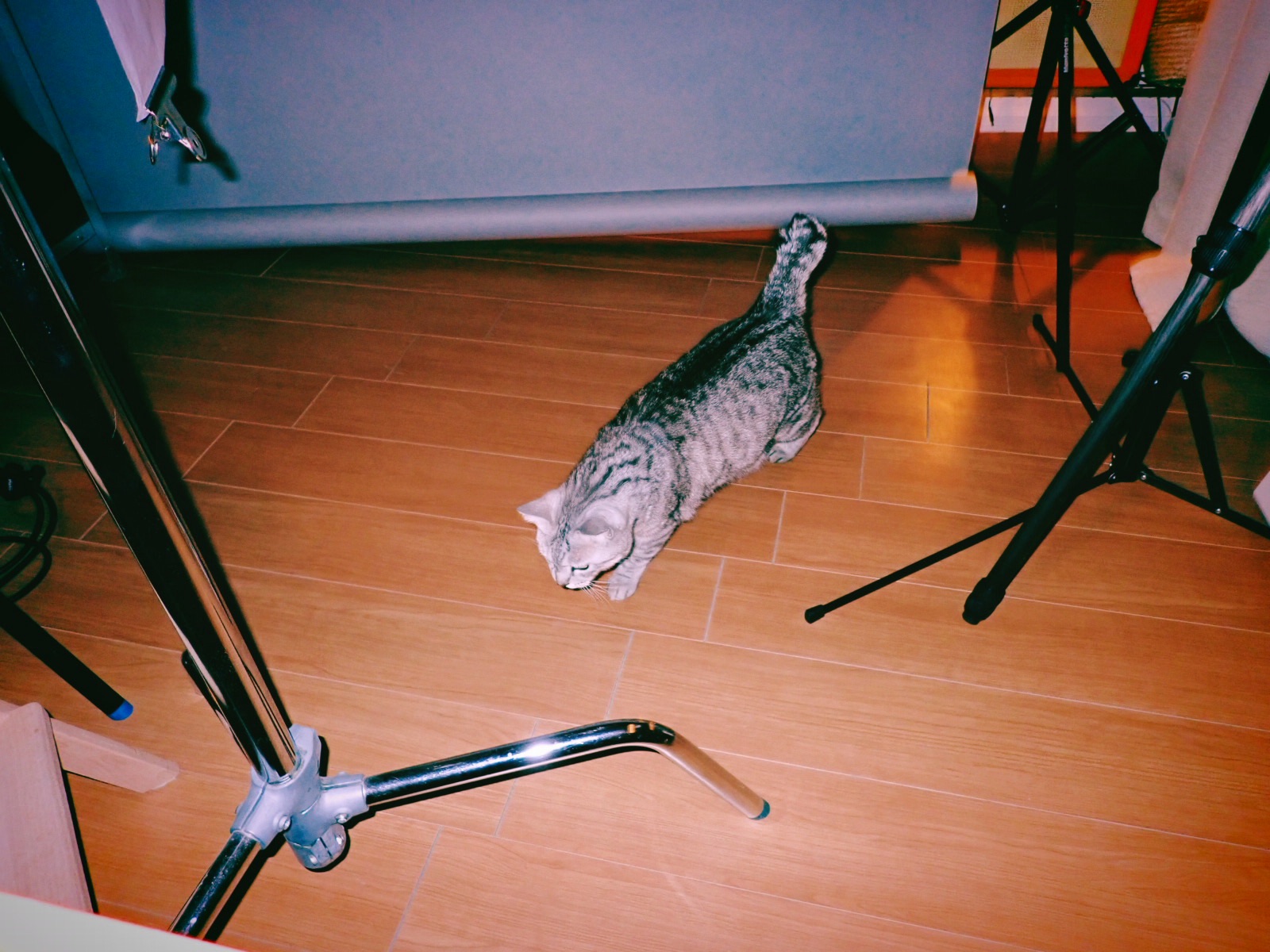 連休に客を集めて銀杏散る、0km, 20251122