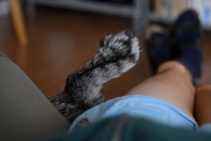 猫6歳になる、上野「シルクロード・バザール」、0km, 20251102