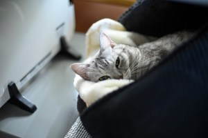 「コーヒー断ち」始める、8km, 20251104