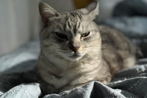 奥沢の読書会、島尾敏雄「出発は遂に訪れず」、0km, 20251107