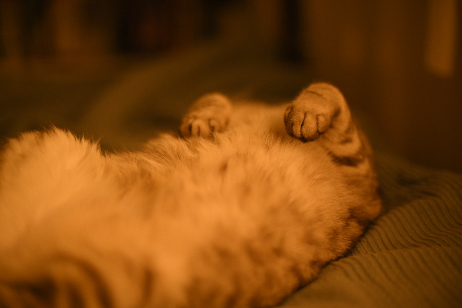 とんかつ、海老、オアシス、ブラー、スプリングスティーン、エルフ、7km, 20251112