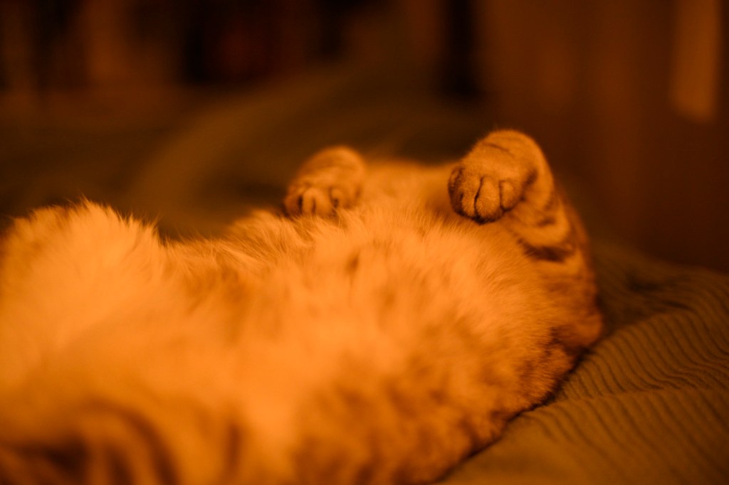 とんかつ、海老、オアシス、ブラー、スプリングスティーン、エルフ、7km, 20251112