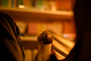 もういちど詩を学ぼうか夜半の冬、4km, 20251113