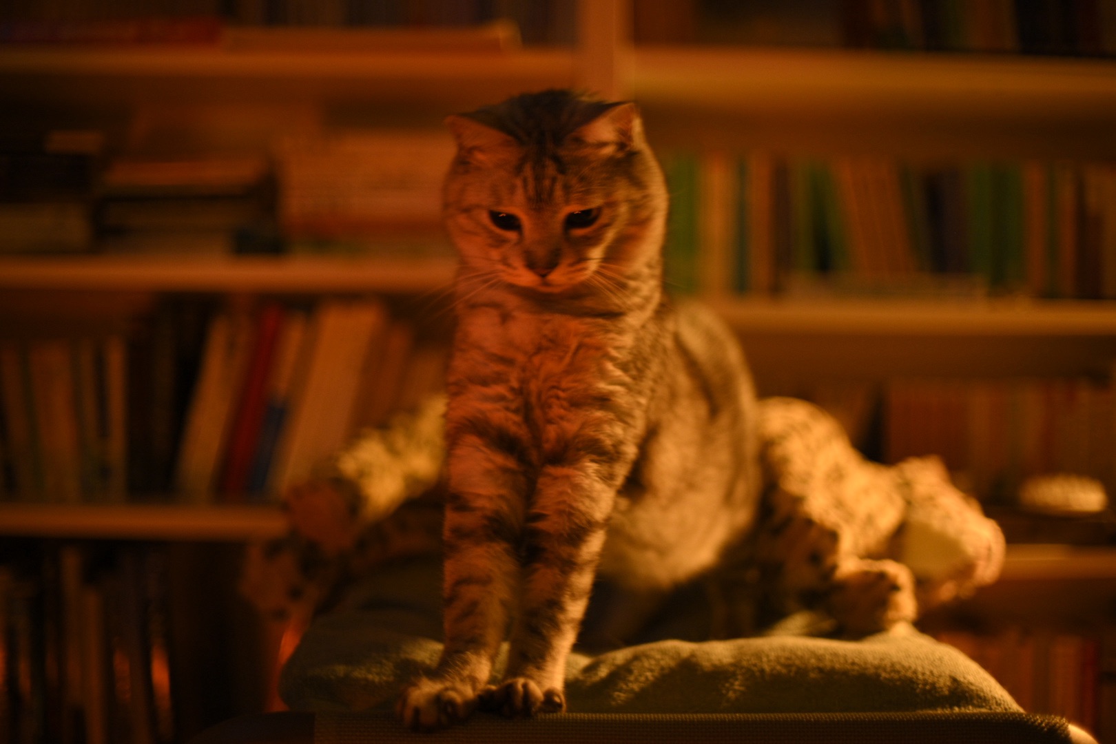 ストーブや猫眠りひと映画観る、0km, 20251120