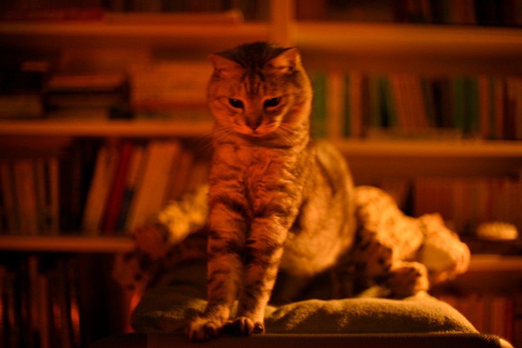 ストーブや猫眠りひと映画観る、0km, 20251120