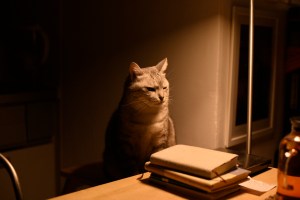 猫とゐて律義を学ぶ神の留守、0km, 202051124