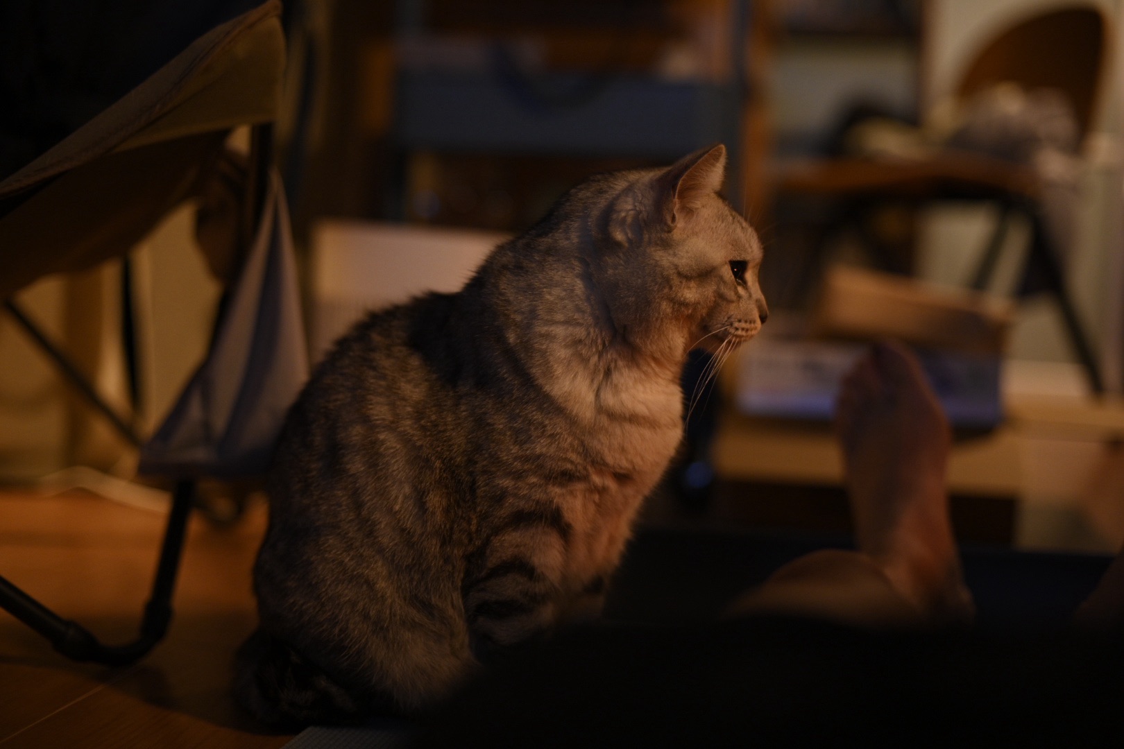 終電車過ぎ人もなし散る紅葉、5km, 20251125