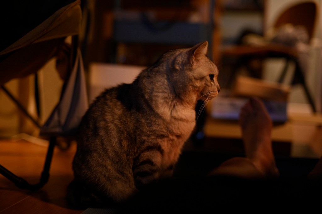 終電車過ぎ人もなし散る紅葉、5km, 20251125