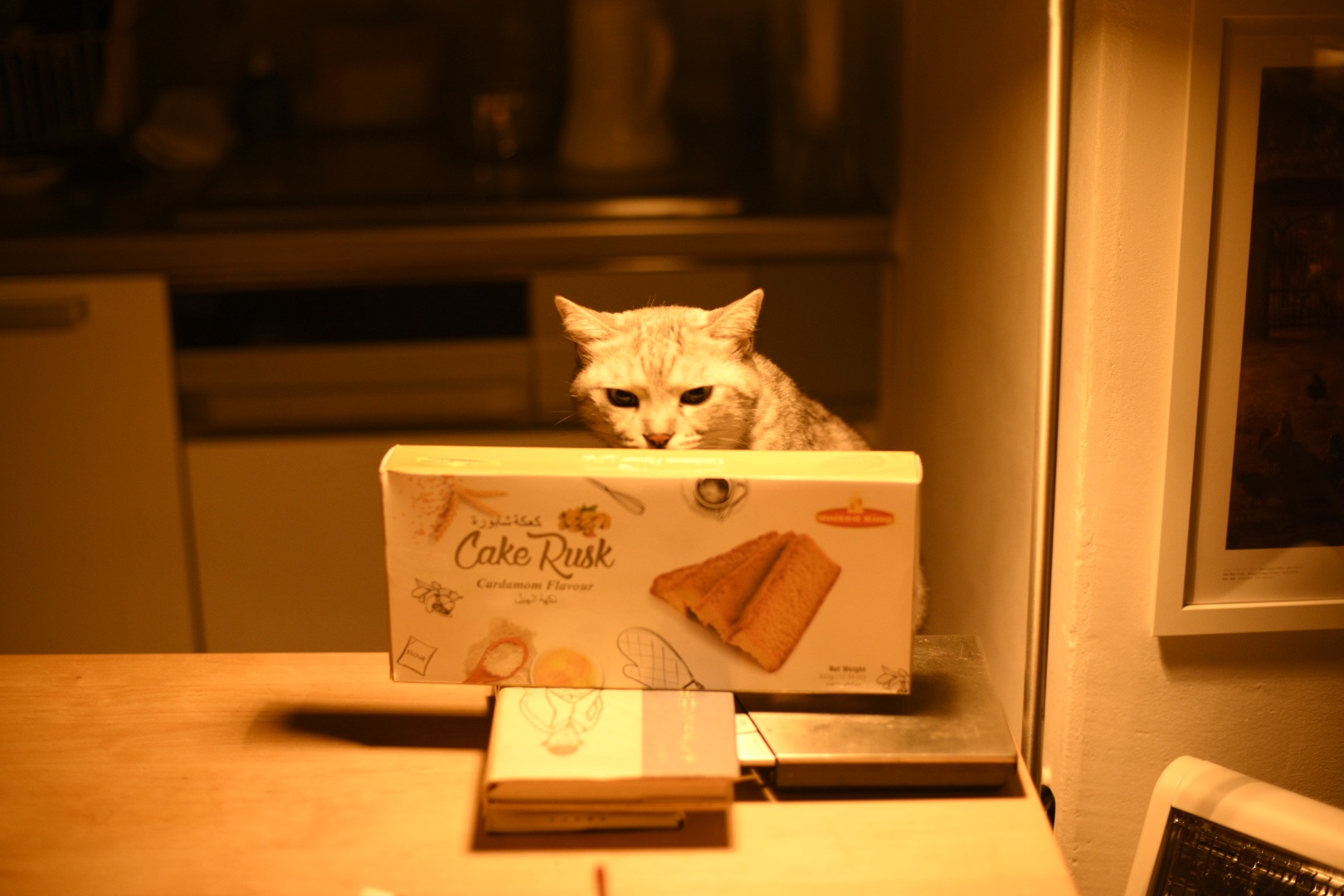 図書館の自由恐ろし寒の雨、9km, 20251127