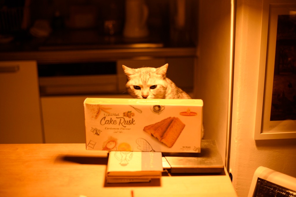 図書館の自由恐ろし寒の雨、9km, 20251127