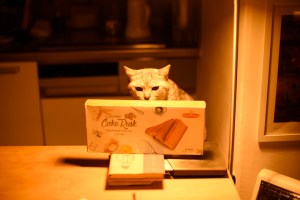 図書館の自由恐ろし寒の雨、9km, 20251127