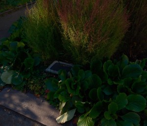 日向ぼこして好転の気配かな、0km, 20251114