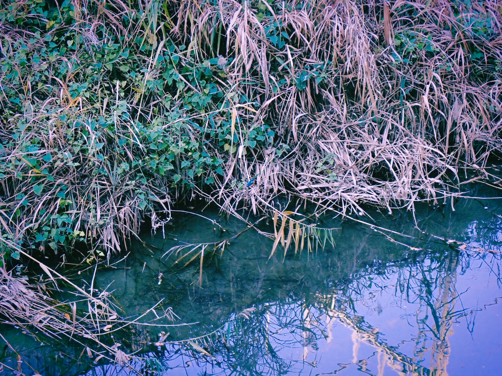 土砂掬ふ重機見てゐる枯野かな、21km, 20251211