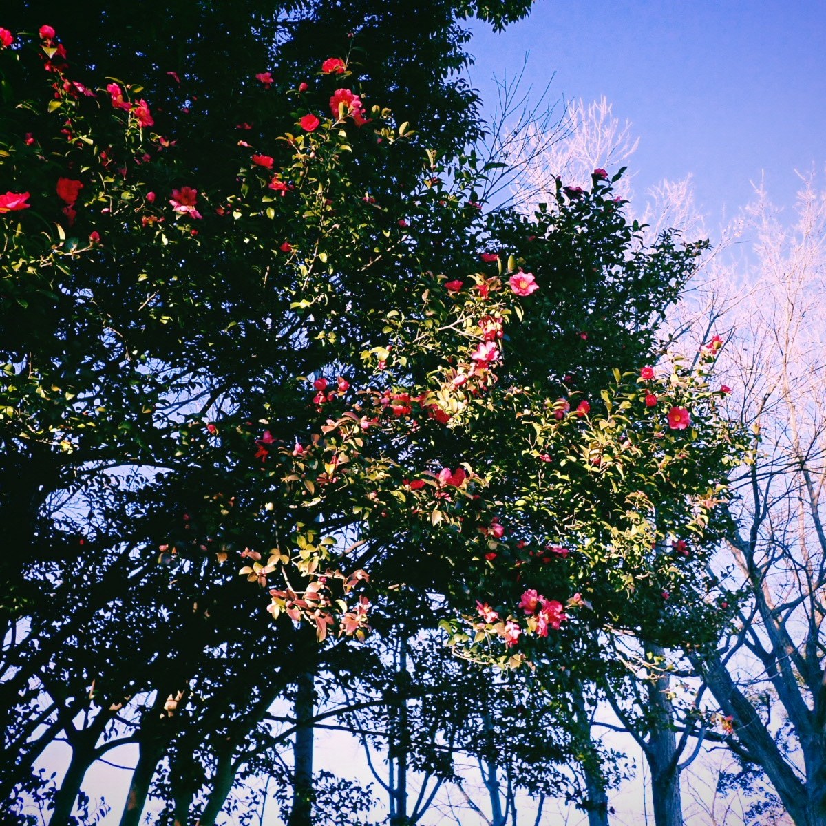 冬晴れや礼儀正しき陸上部、22km, 20251228