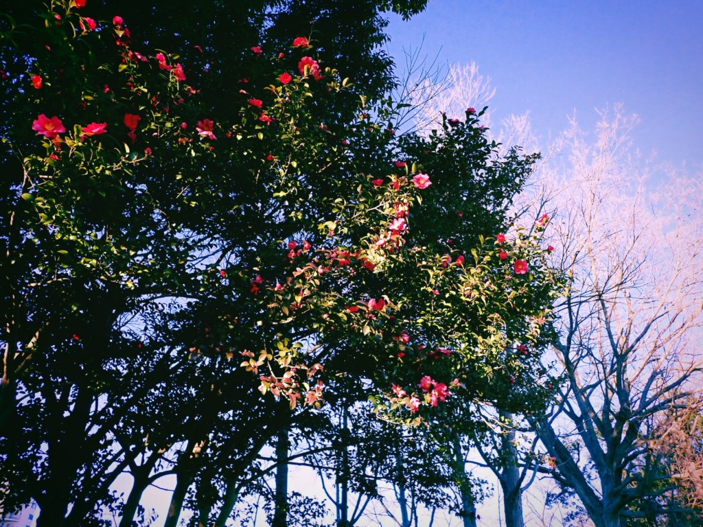 冬晴れや礼儀正しき陸上部、22km, 20251228