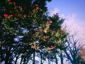 冬晴れや礼儀正しき陸上部、22km, 20251228