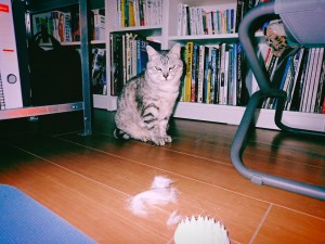 十二月八日月曜豆腐食ふ、0km, 20251208