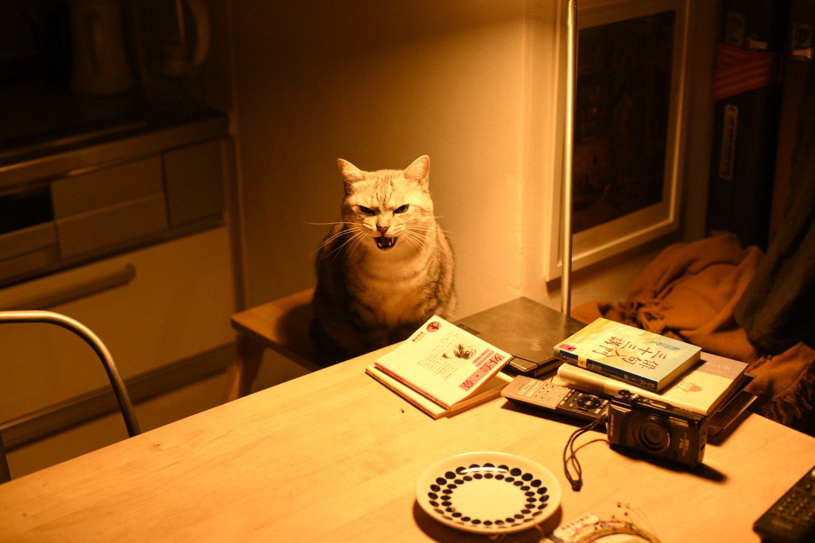 冬の夜猫はら空かし鳴きにけり、0km, 20251130