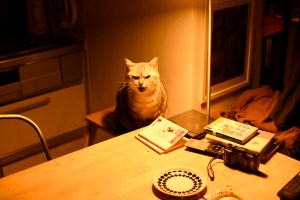 冬の夜猫はら空かし鳴きにけり、0km, 20251130