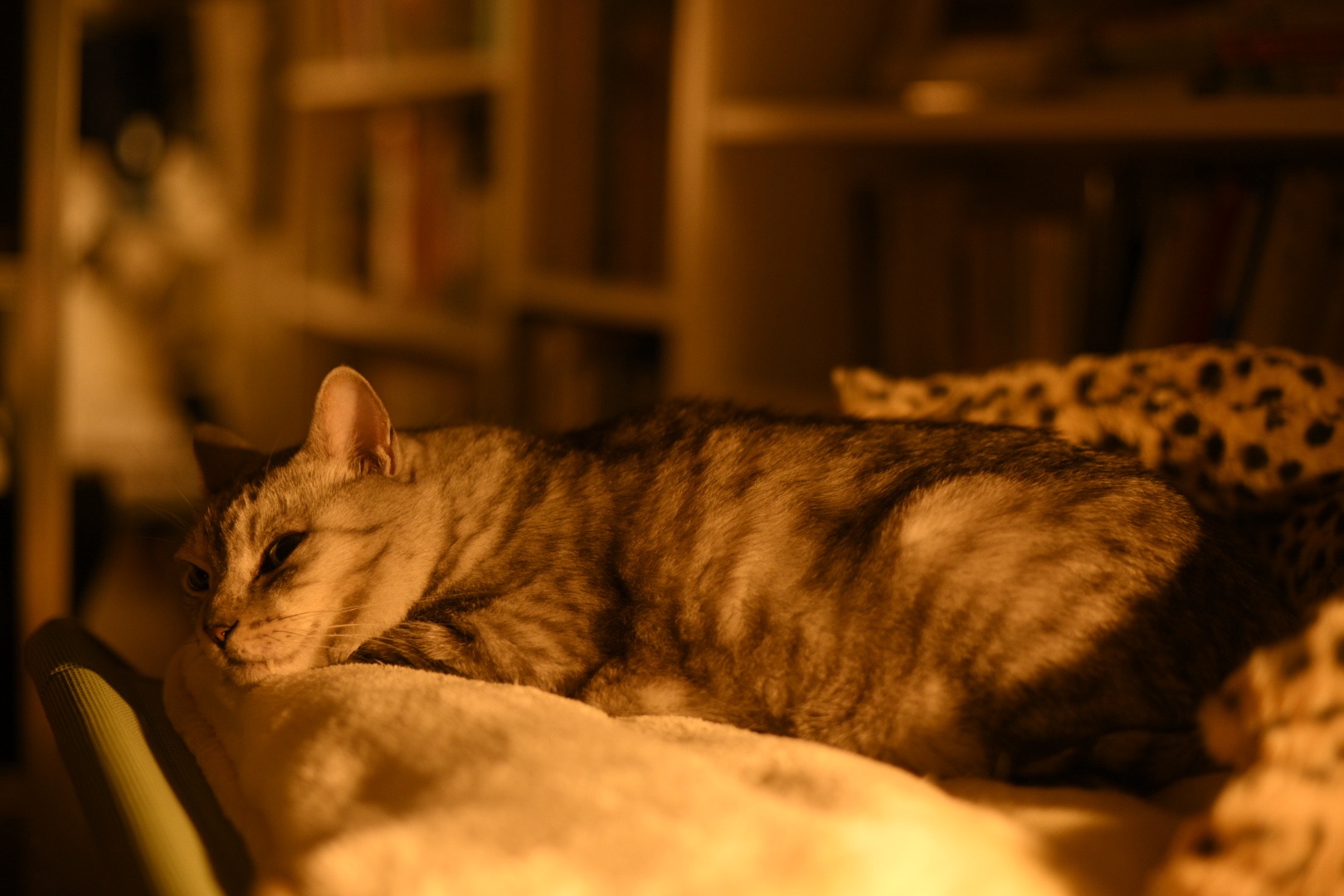 世を離れ奇譚たのしき師走かな、0km, 20251201