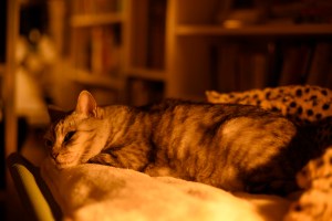 世を離れ奇譚たのしき師走かな、0km, 20251201