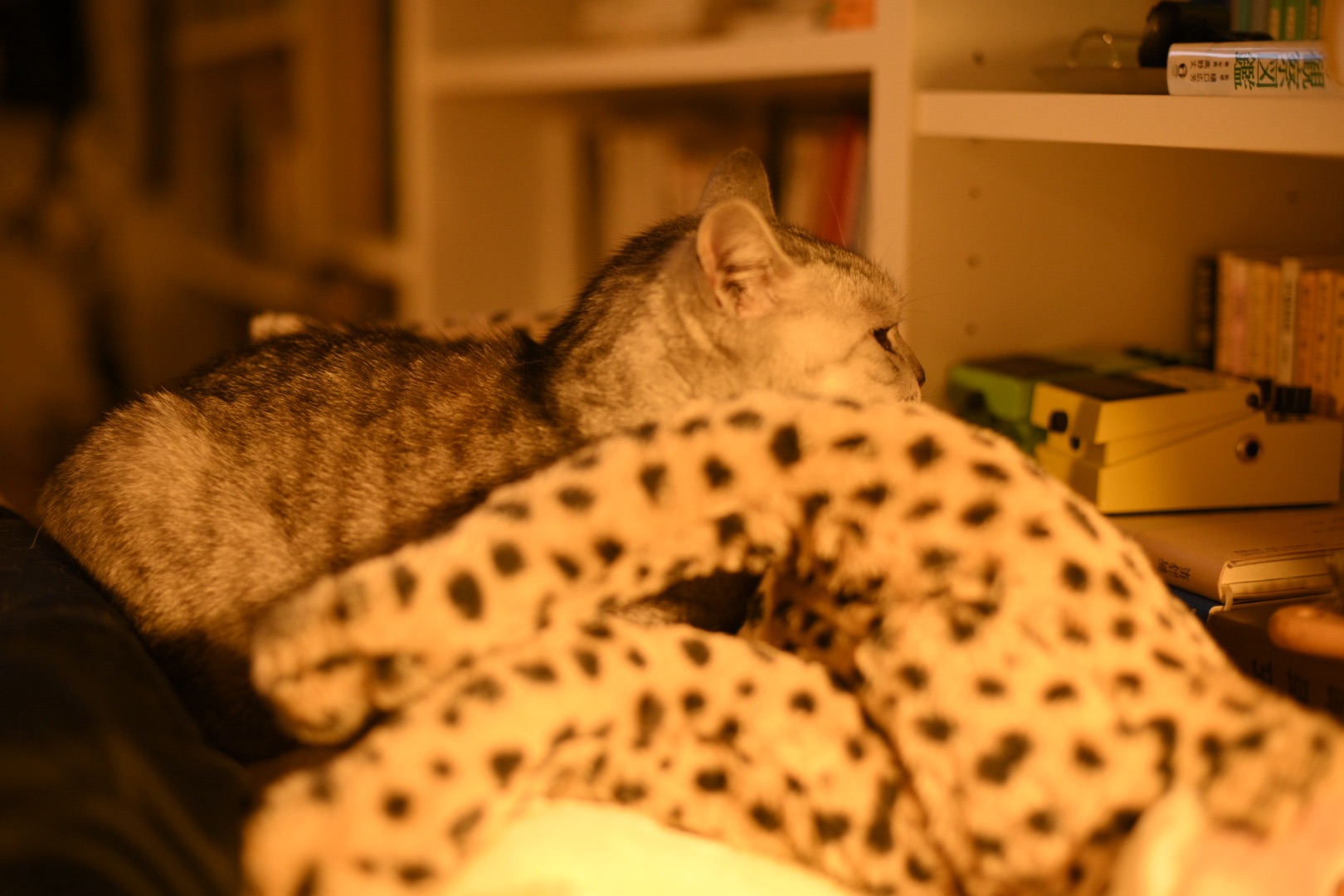 着ぶくれてノルマのことは考へず、0km, 20251202