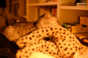 着ぶくれてノルマのことは考へず、0km, 20251202