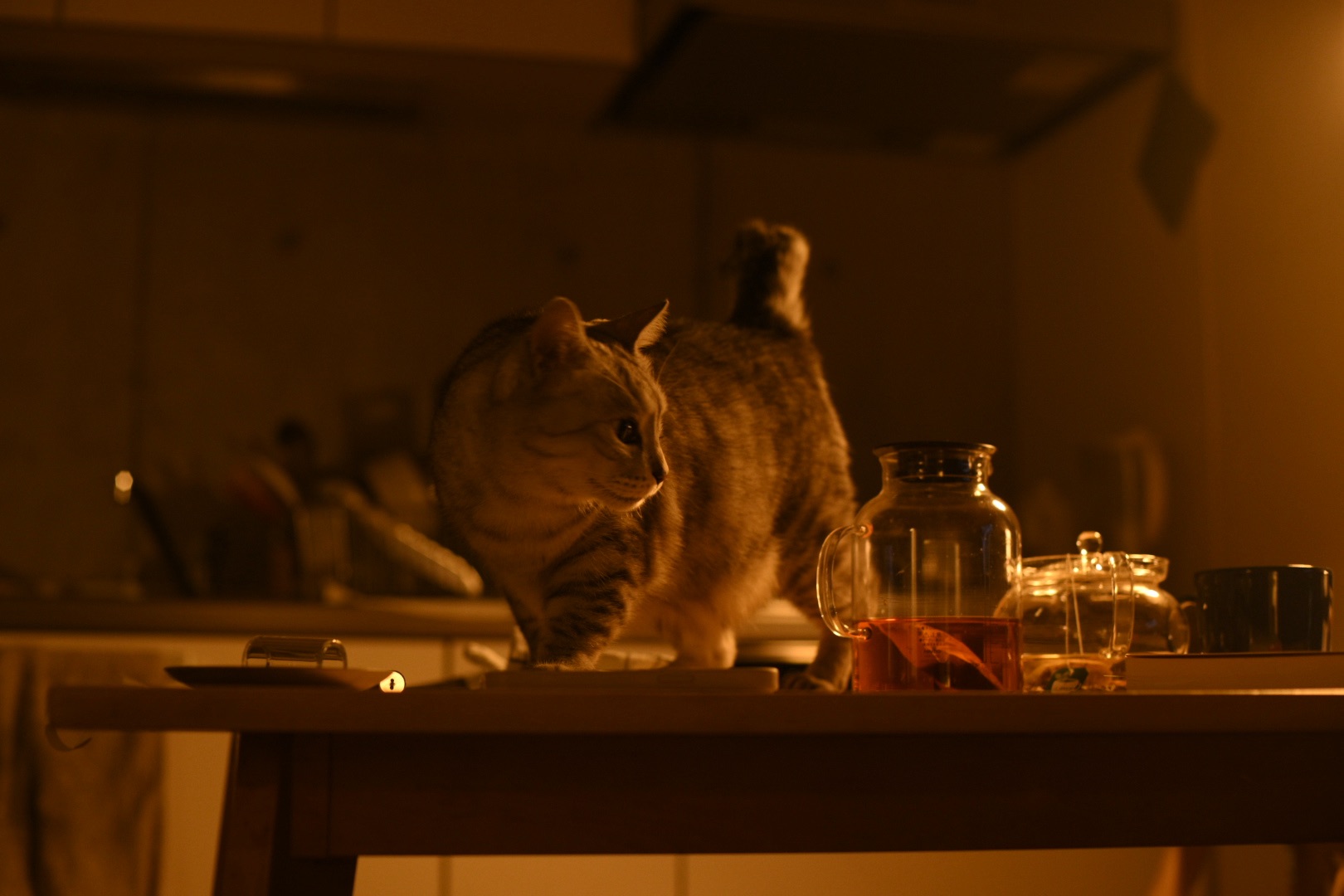 猫とをり我猫になる冬の暮、0km, 20251206