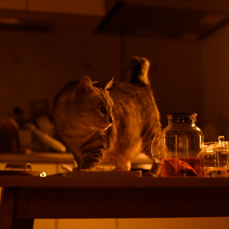 猫とをり我猫になる冬の暮、0km, 20251206