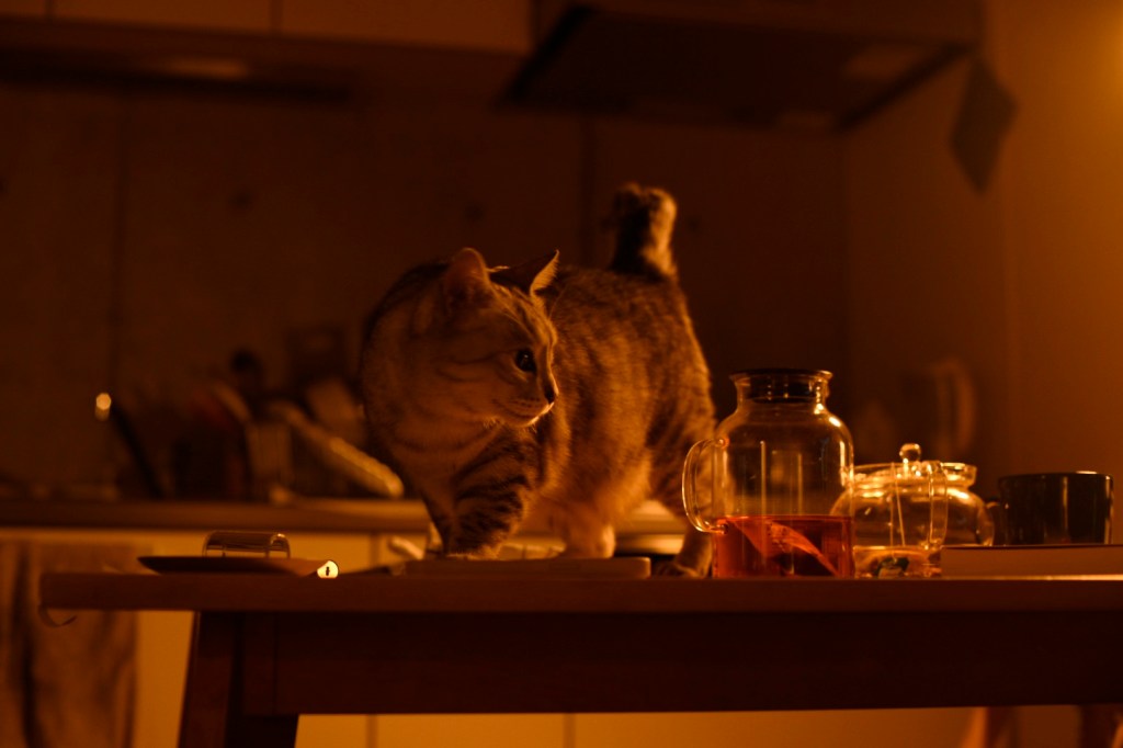 猫とをり我猫になる冬の暮、0km, 20251206