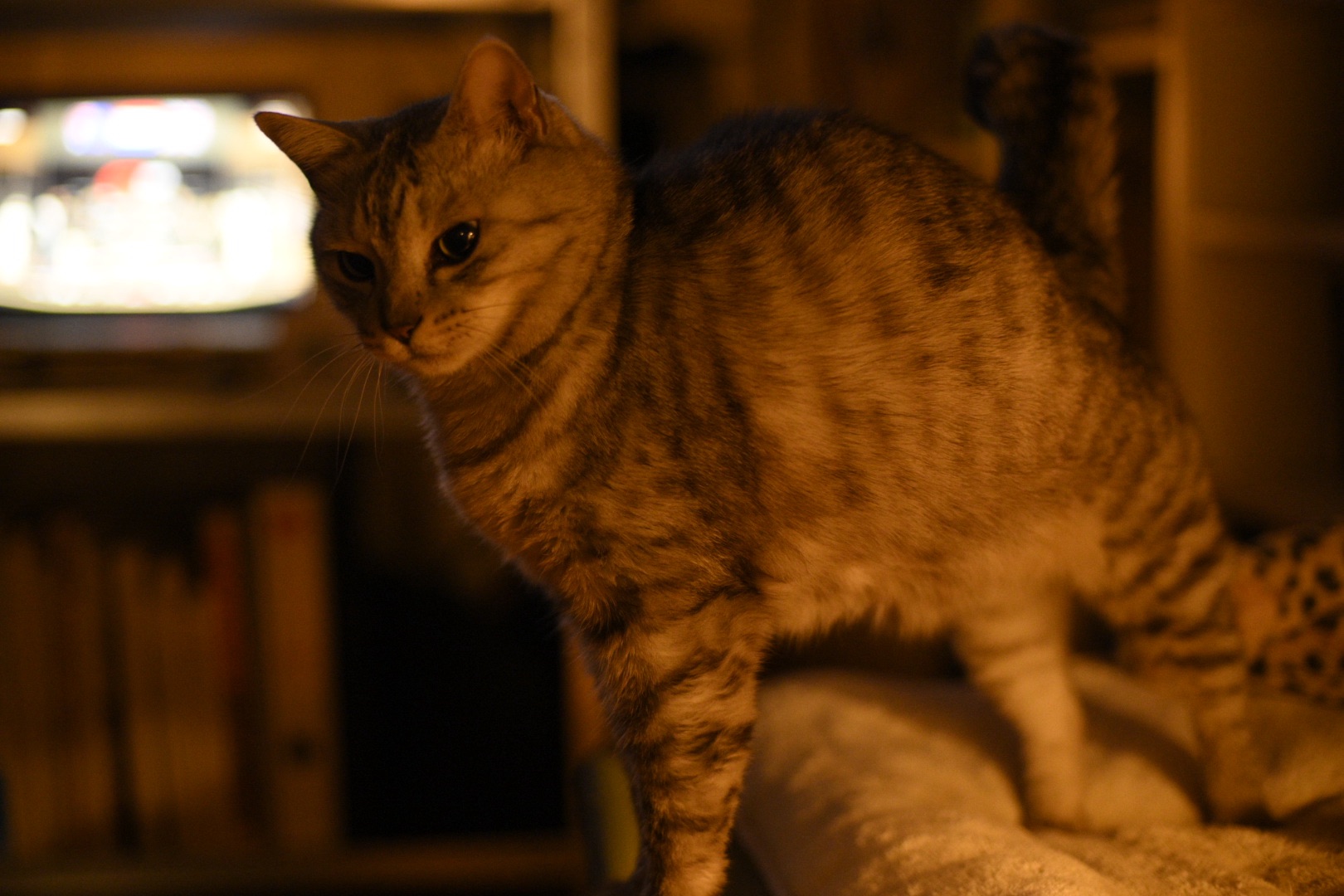 寒風や座布団並べ読む思想、0km, 20251207