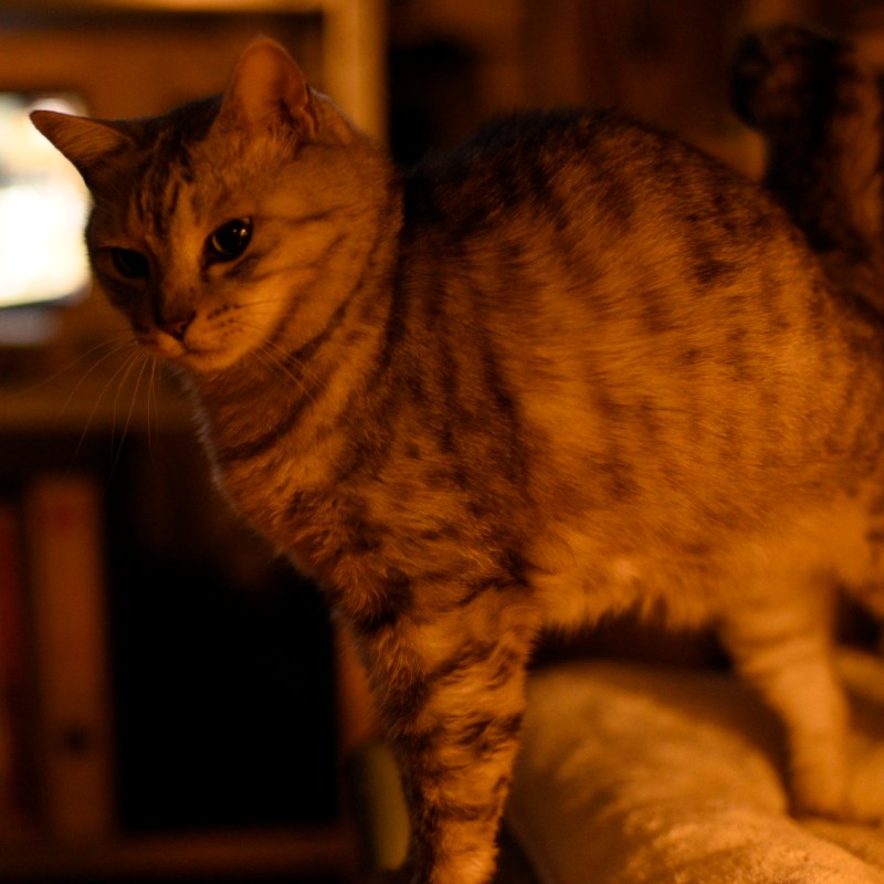 寒風や座布団並べ読む思想、0km, 20251207